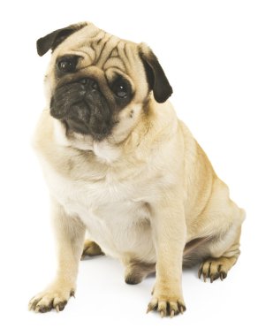 Pug 'a yakın çekim