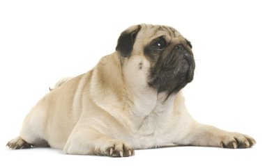 Pug 'a yakın çekim