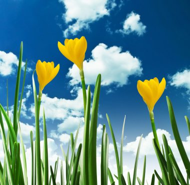 Sarı çiğdemler gökyüzü