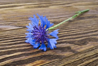 Cornflower on the wooden surface clipart