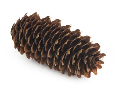 köknar-koni beyaz izole arka planda