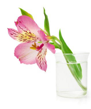pembe lilyum
