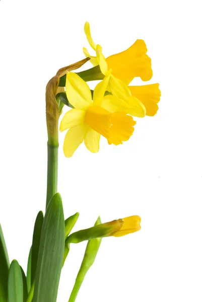 Daffodils in green grass over white — Stock Photo, Image