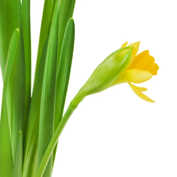 Narcisi in erba verde su bianco — Foto Stock