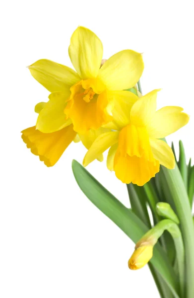 Daffodils in green grass over white — Stock Photo, Image