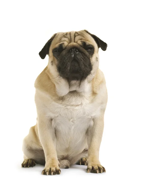 Nahaufnahme vom Mops — Stockfoto