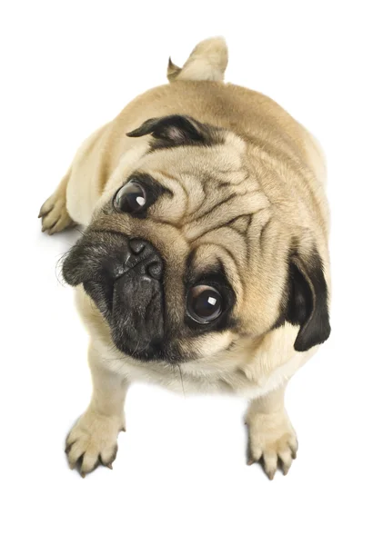 Close-up of Pug — Stock Photo, Image