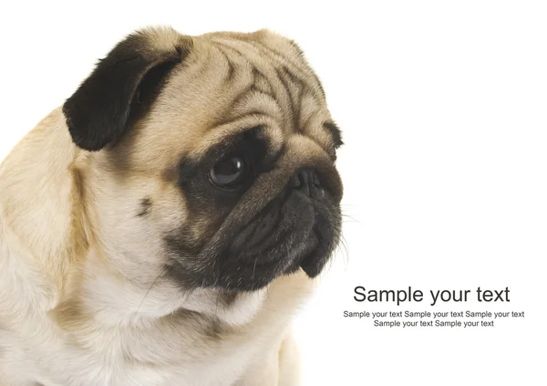 Close-up of Pug — Stock Photo, Image