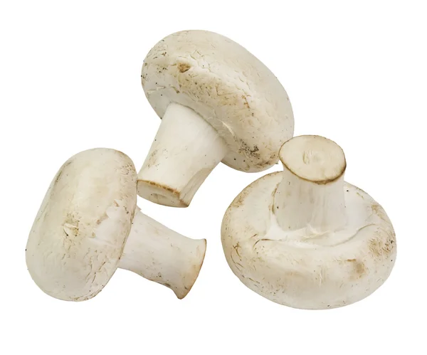 Fresh mushrooms isolated — Stock Photo, Image