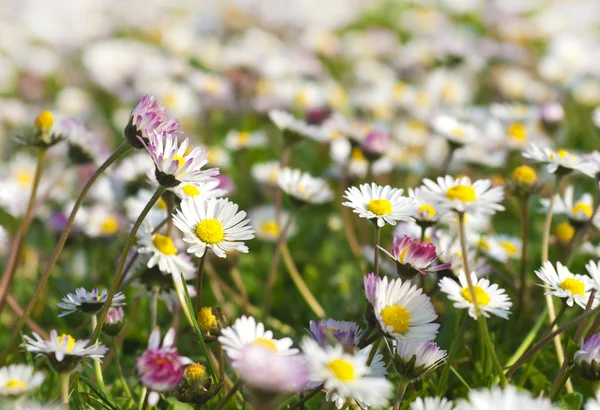 Field of daisies and blue sky — Stock Photo, Image