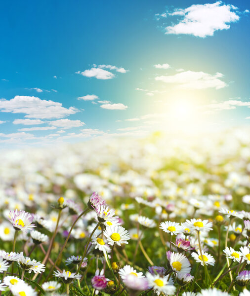 Field of daisies and blue sky