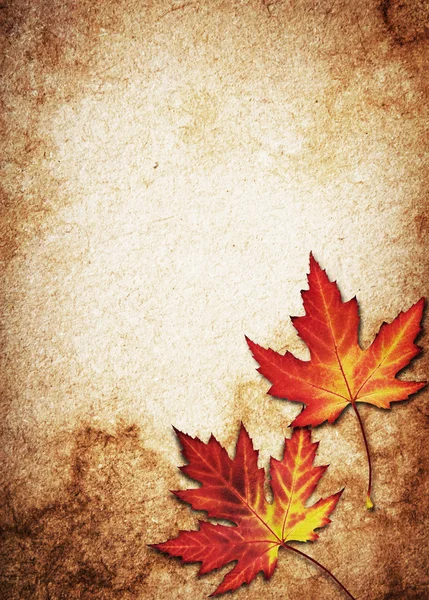 Autumn Leaves on the Old Paper sheet — Stock Photo, Image