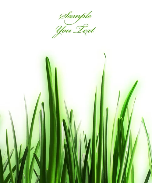 Beautiful grass — Stock Photo, Image