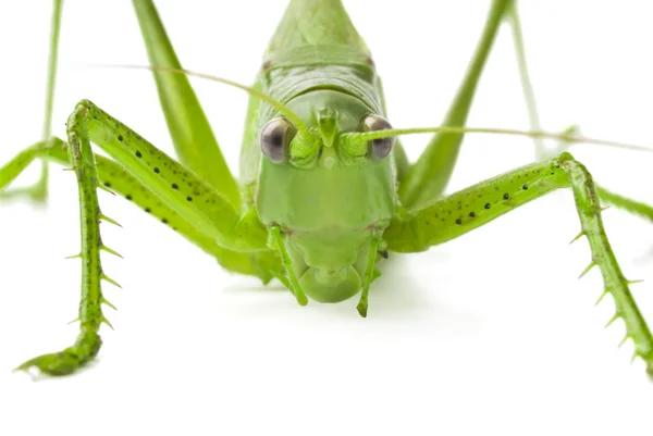 Locust — Stock Photo, Image