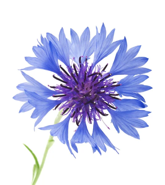 Blossoms of cornflower — Stock Photo, Image