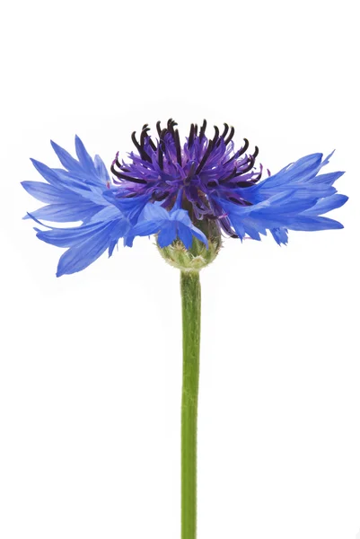 Blossoms of cornflower — Stock Photo, Image