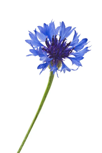 Fleurs de bleuet — Photo