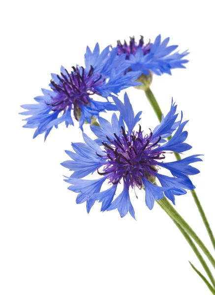 Bouquet de bleuets isolé sur fond blanc — Photo