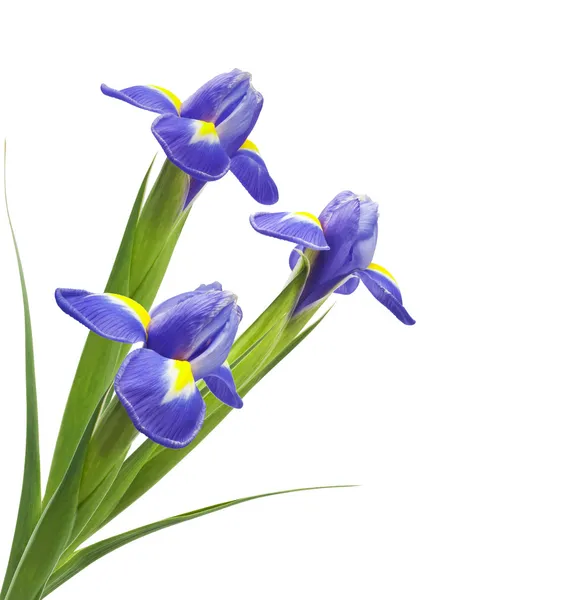 Bouquet of beautiful irises — Stock Photo, Image