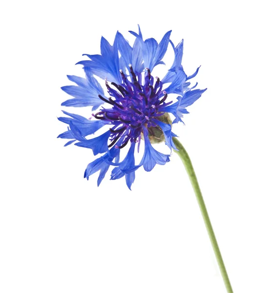 Bloesems van korenbloem — Stockfoto