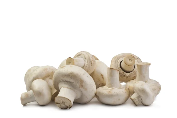 Fresh mushrooms isolated — Stock Photo, Image