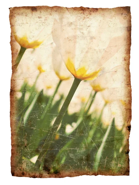 Vintage tulips — Stock Photo, Image