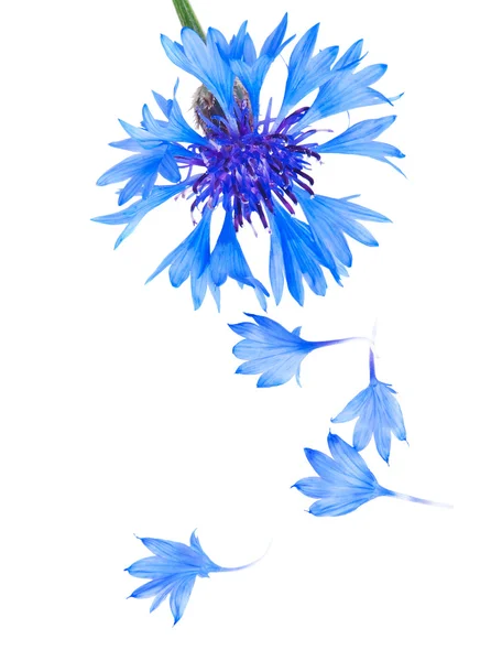 白色衬底上分离出了蓝色和青色的彩色矢车菊 — 图库照片