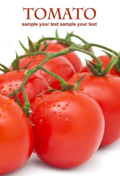 Foto di primo piano di pomodori con gocce d'acqua — Foto Stock