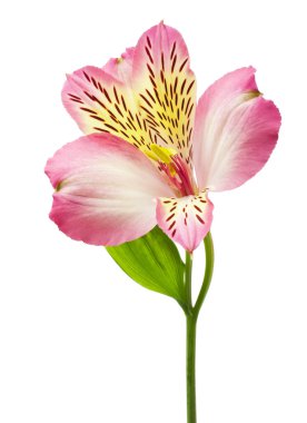 güzel pembe çiçekler