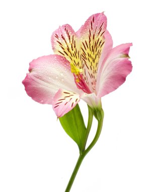 güzel pembe çiçekler