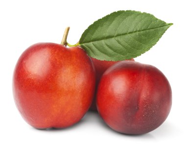 Beyaz arkaplanda erikler