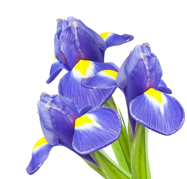 Bouquet of beautiful irises — Stock Photo, Image