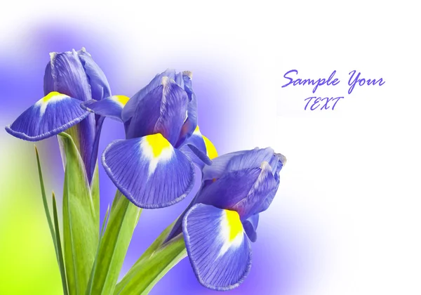 Bouquet of beautiful irises — Stock Photo, Image