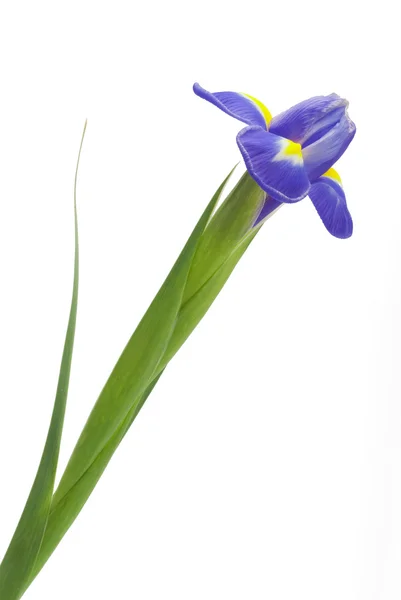 Beautiful fresh iris flowers — Stock Photo, Image