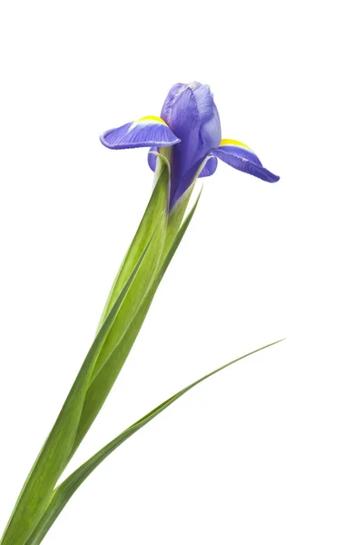 Beautiful fresh iris flowers — Stock Photo, Image