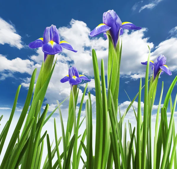 Vackra färska iris blommor — Stockfoto