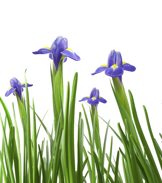Prachtige verse iris bloemen — Stockfoto