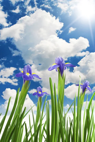 Prachtige verse iris bloemen — Stockfoto