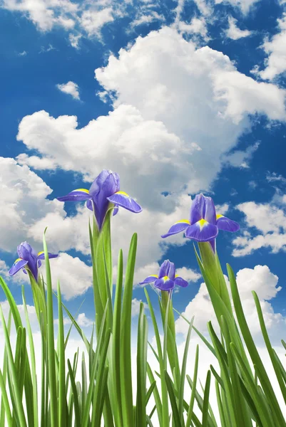 Hermosas flores frescas de iris — Foto de Stock