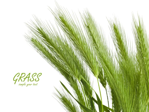 Kłoska trawa zielony — Zdjęcie stockowe