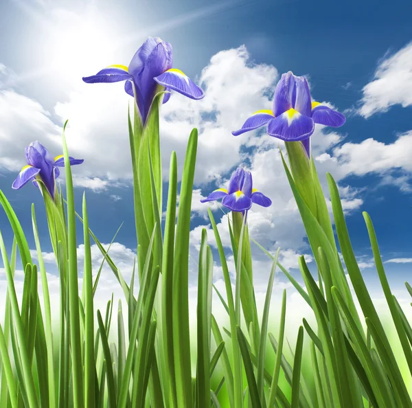 Vackra färska iris blommor — Stockfoto