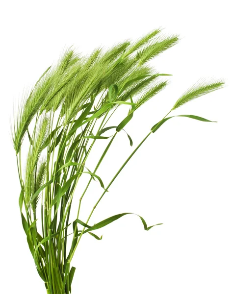 Green grass spikelet — Stock Photo, Image