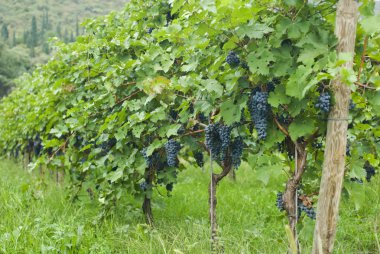 Üzüm bağı