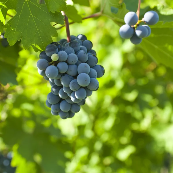 Vários cachos de uvas maduras na videira (foco seletivo ) — Fotografia de Stock