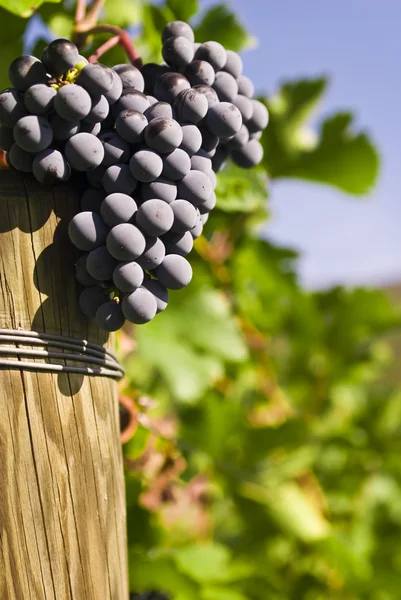 Vineyard — Stock Photo, Image