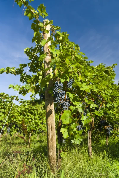 Vineyard — Stock Photo, Image