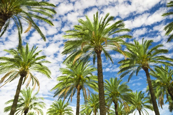 Palmen am blauen Himmel im tropischen Sommer — Stockfoto