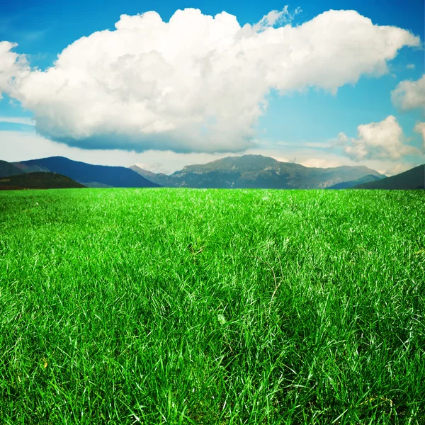 Campo verde e céu azul — Fotografia de Stock