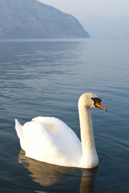 Mavi suda beyaz kuğu