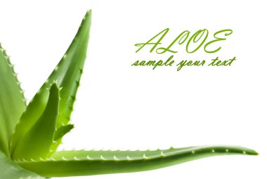 Aloe bitkisinin yeşil yaprakları yakın.